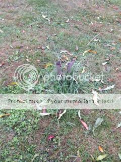 photo CutPeachTree_zpscfd9d0c8.jpg